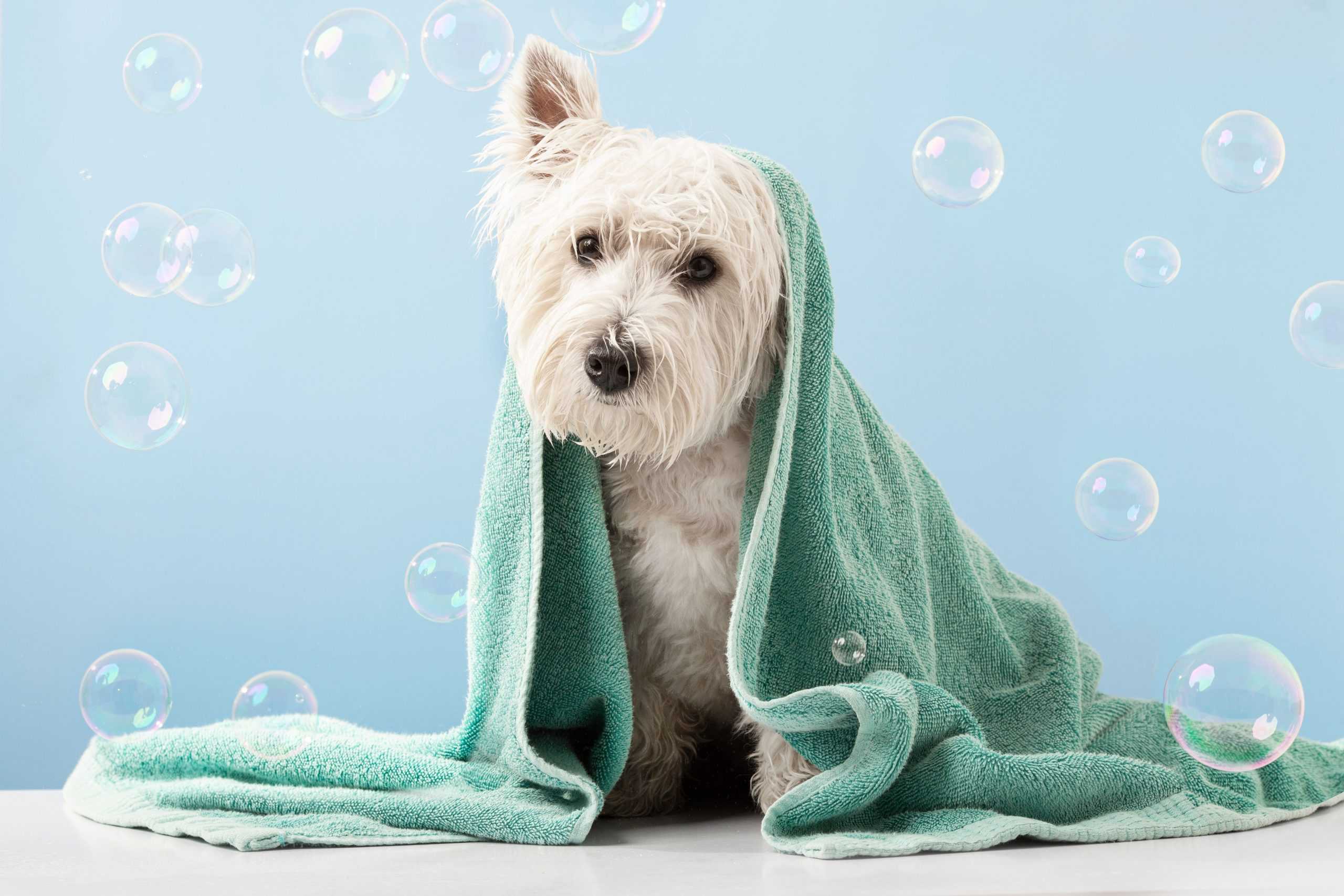 Kleiner weißer Hund mit einem grünen Handtuch und Seifenblasen